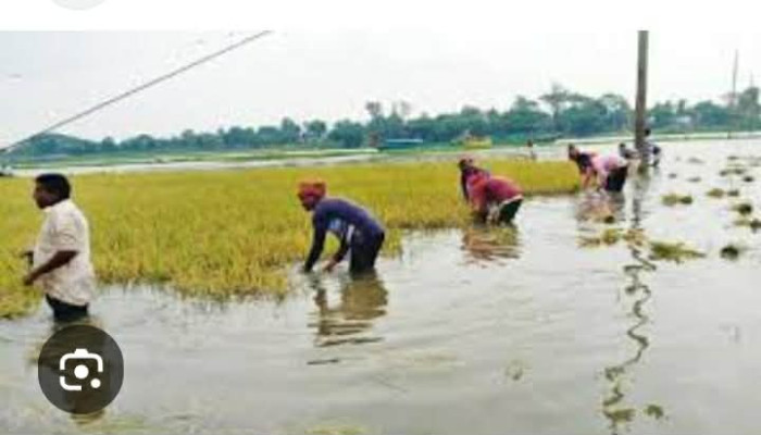 সিরাজগঞ্জে হাজার হাজার বিঘা জমির ধান পানিতে,  দিশেহারা কৃষক