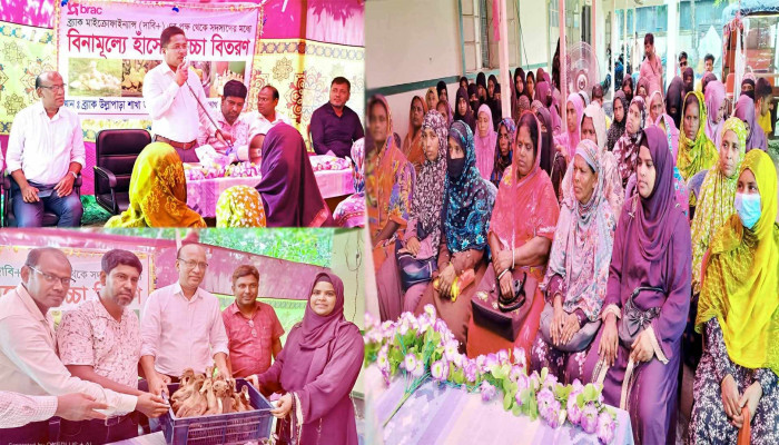 উল্লাপাড়ায় ব্র্যাকের উদ্যোগে প্রান্তিক পরিবারের মাঝে বিনা মূল্যে হাঁসের বাচ্চা বিতরণ