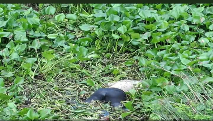 তাড়াশে নিখোঁজের ৫ দিন পর খাল থেকে অটোরিকশাচালকের গলিত মরদেহ উদ্ধার
