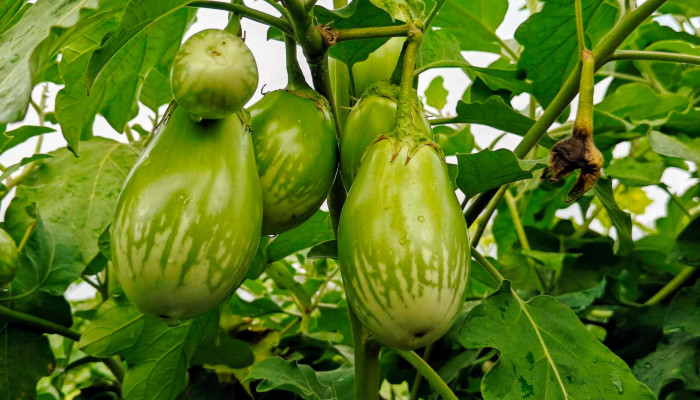 মালচিং পদ্ধতিতে বেগুন চাষ, ১৫০ শতাংশ জমিতে লাভের স্বপ্ন কৃষক ফজলুল হকের