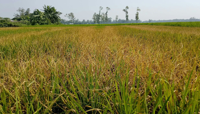 সিরাজগঞ্জের সলঙ্গায় মসজিদের ধানক্ষেতে তৃতীয়বার বিষ প্রয়োগের অভিযোগ